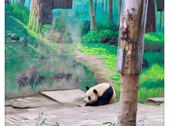 -中国大熊猫保护研究中心雅安碧峰峡基地