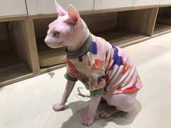 -藏猫猫咖啡主题馆(中央大道店)