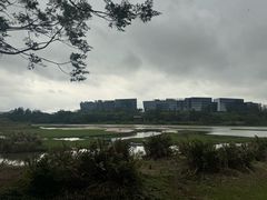 -华侨城湿地公园