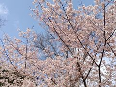 -顾村公园