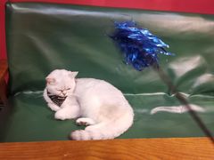 -猫色咖啡·猫咖
