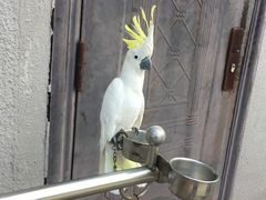 -中国扬子鳄村