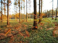 -黄海国家森林公园