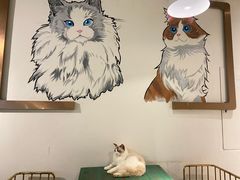 -喵喵咪呀布偶猫咖(春熙路店)