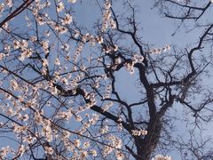 -桃花堤公园