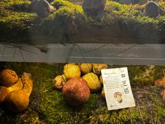 -滇野云南野生菌餐厅(陕西南路店)