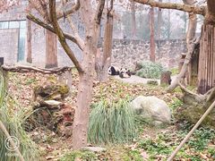 -都江堰中华大熊猫苑