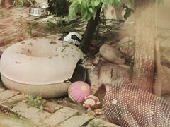 -青藏高原野生动物园