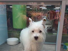 -FAELING PETS美天灵宠物(合生汇店)