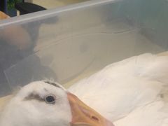 -雨林宠物医院 非犬猫异宠专科