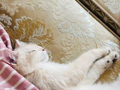 -PAWTOY爪e玩偶店(天兴罗斯福店)