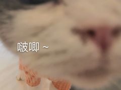-飞行喵MR PILOT|猫舍·猫咖(静安大融城店)