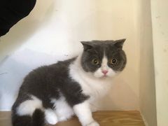 -Heymao猫咖.咖啡厅(东门店)