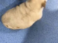 -美联众合动物医院(·中兽医·疑难杂症·严家桥分院)