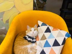 -欣宠猫屋·矮脚拿破仑·蓝金金渐层