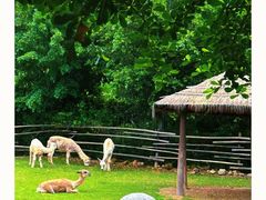 -泉州海丝野生动物世界