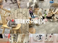-楼上猫咖(罗湖店)