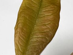 -大快活(丽丰店)