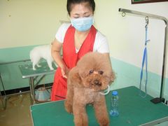 -优缇多格专业宠物美容师培训学校