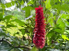 -中国科学院西双版纳热带植物园