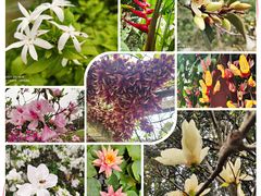-中国科学院华南植物园