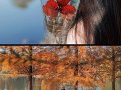 -合肥滨湖国家森林公园