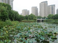 -新江湾城公园