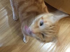 -滚猫咖啡·猫咖·猫友好撸猫(未来城店)