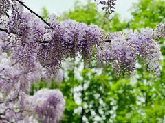 -嘉定紫藤园
