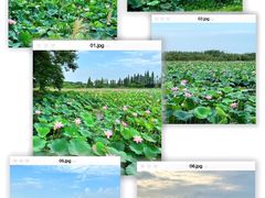 -洪湖生态旅游区