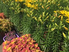 -南通洲际绿博园