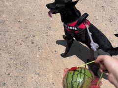 -pd派德宠物中心医院24H急重症·眼科中心·血液透析中心(嵩山北路店)