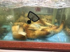 -皮记海鲜1995(寮步店)