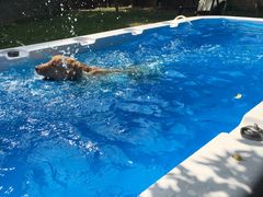 -翊宠yipet猫狗购宠庄园犬舍•猫舍