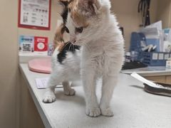 -安安宠医宠物医院·异宠·犬猫内科(岳阳分院)