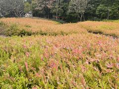 -王借岗森林公园