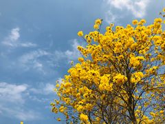 -天适樱花悠乐园