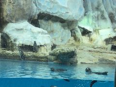 -帝企鹅自助餐厅•儿童岛•真企鹅(长隆企鹅酒店)