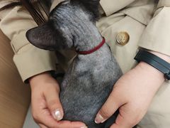 -瑞派·关忠动物医院·猫专科·犬专科(三环新城店)