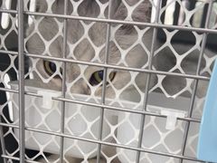 -爱洗澡的猫(望京店)