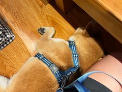 -长寿参鸡汤(朝韩风情街店)