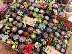 -双季花艺园艺市场(浦东店)