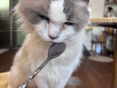 -楼上猫咖(罗湖店)