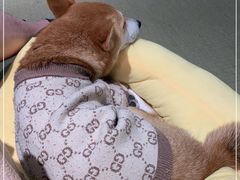 -逗柴咖啡屋·狗咖猫咖宠物桌游