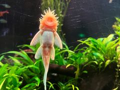 -上海海洋水族馆