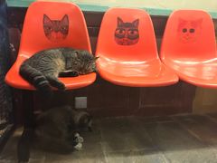 -猫咪博物馆(顶澳仔猫街店)