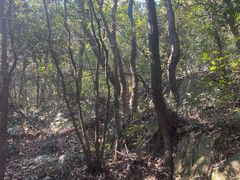 -杭州半山国家森林公园