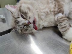 -瑞派动物医院·猫专科·至诚(江南中分院)