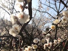 -香雪海