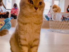 -猫儿山۰猫主题餐厅